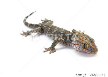 Tokay Gecko on white background Tokay Gecko on white background 26839935