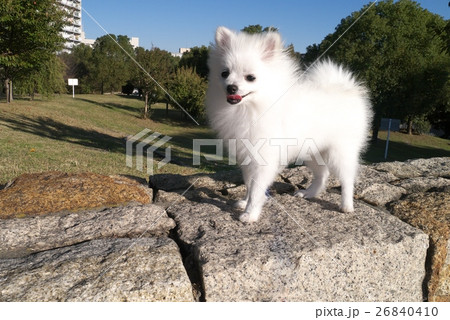 白い 笑顔のポメラニアン 小型犬 たれ目の可愛い 女の子の写真素材