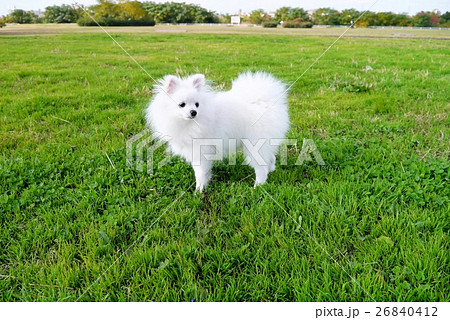 白いポメラニアン 小型犬 たれ目の可愛い 女の子の写真素材