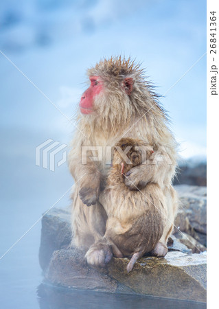 Snow monkey Macaque Onsen Snow monkey Macaque Onsen 26841364