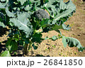 畑のブロッコリー 26841850