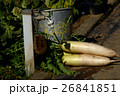 大根の収穫 26841851
