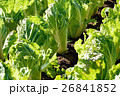 畑の白菜 26841852