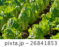 畑の白菜 26841853