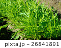 畑の水菜 26841891