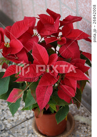 花 フラワー お花 26842008