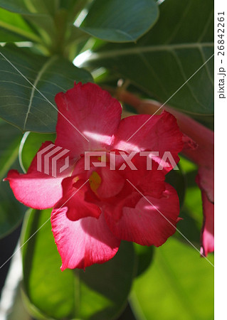 花 フラワー お花 26842261