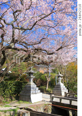 哲学の道の桜(京都) 哲学の道の桜(京都) 26842310
