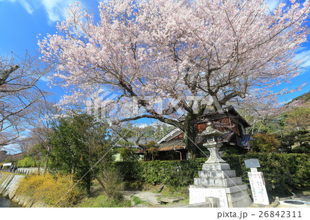 哲学の道の桜(京都) 哲学の道の桜(京都) 26842311