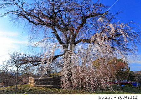 円山公園　祇園枝垂桜 26842312