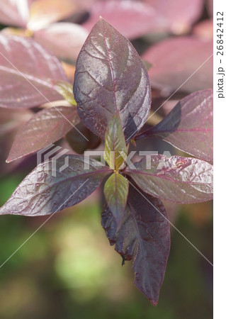 木の葉 葉 草の葉 26842412