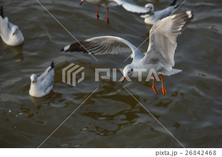 Seagull in thailand Seagull in thailand 26842468