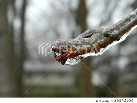 木の枝に付着した雨氷 26842954