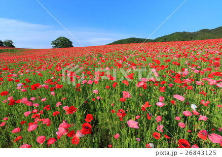 彩の国ふれあい牧場のポピー 26843125