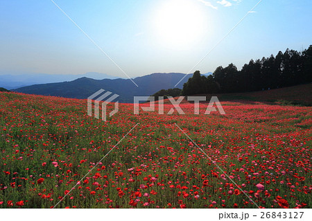 彩の国ふれあい牧場のポピー 彩の国ふれあい牧場のポピー 26843127