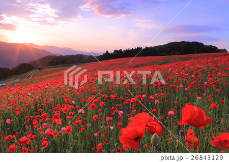 彩の国ふれあい牧場のポピー 26843129