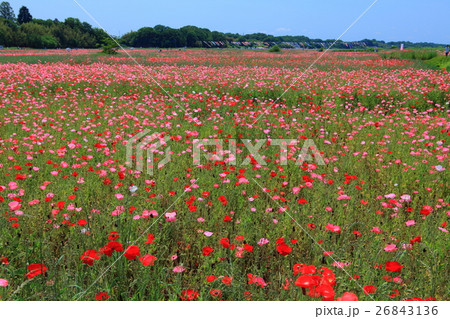 ポピー・ハッピースクエア 鴻巣 ポピー・ハッピースクエア 鴻巣 26843136