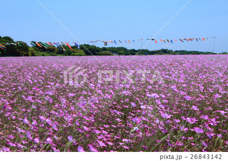 ポピー・ハッピースクエア　麦なでしこ畑 26843142