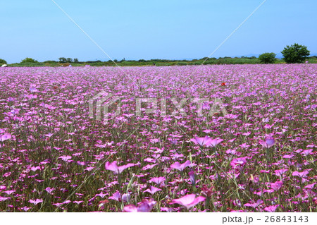 ポピー・ハッピースクエア　麦なでしこ畑 26843143