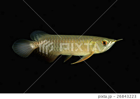 アジアアロワナ 幼魚 アジアアロワナ 幼魚 26843223