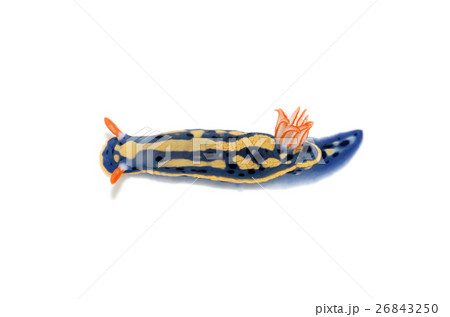 アオウミウシ アオウミウシ 26843250