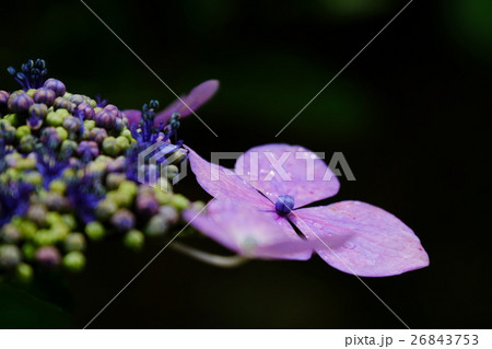 紫陽花 紫陽花 26843753