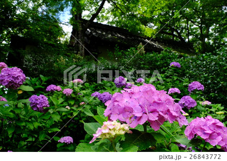 紫陽花 紫陽花 26843772