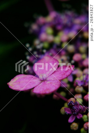 紫陽花 26843827