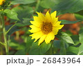 ひまわり 向日葵 ソレイユの丘 26843964