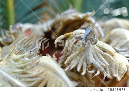 蘇鉄の雌花で開翅する　青いクロマダラソテツシジミ　♀ 26843973