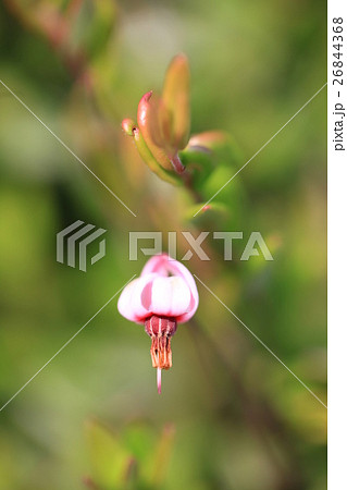 ツルコケモモ ツルコケモモ 26844368