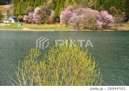 中綱湖の春 中綱湖の春 26844501