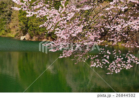 春の湖畔 春の湖畔 26844502