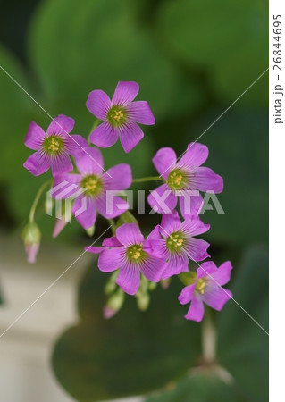 花 フラワー お花 26844695