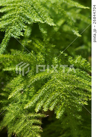 木の葉 葉 草の葉 26844704