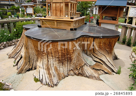 蒲田神社の1000年樟（大阪府大阪市） 26845895