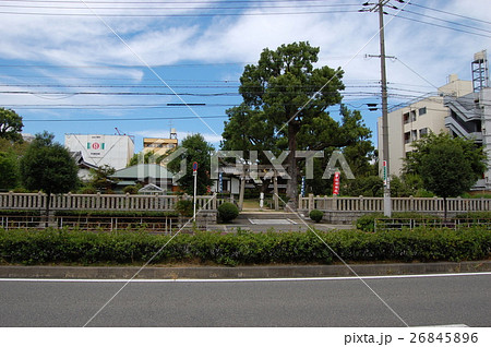 蒲田神社の1000年樟（大阪府大阪市） 26845896