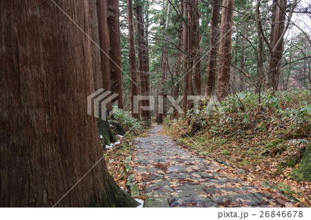 晩秋の羽黒山杉並木 晩秋の羽黒山杉並木 26846678