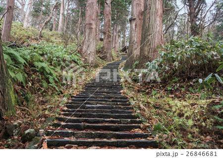晩秋の羽黒山杉並木 晩秋の羽黒山杉並木 26846681