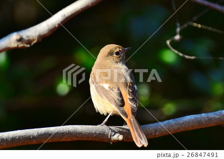 ジョウビタキ 26847491