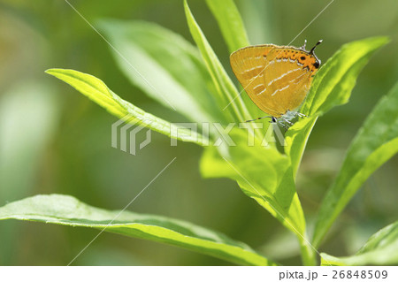 アカシジミ アカシジミ 26848509