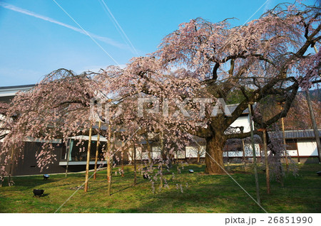 京都醍醐寺の桜 京都醍醐寺の桜 26851990