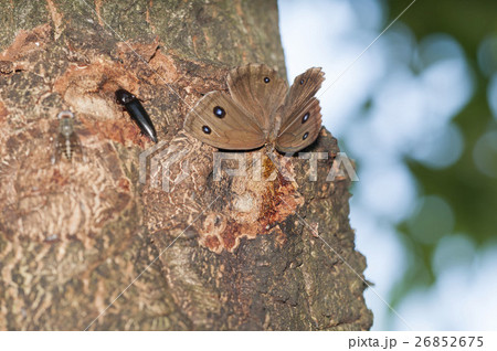 クロヒカゲチョウ クロヒカゲチョウ 26852675