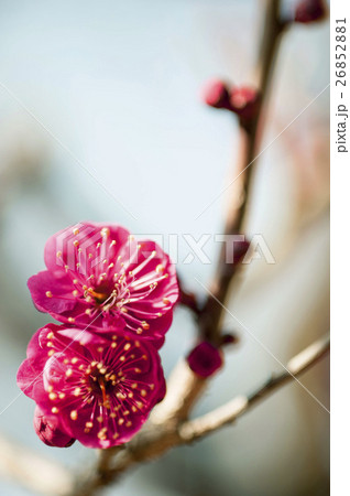赤い梅の花 赤い梅の花 26852881