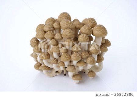 ぶなシメジ　ブナシメジ　 26852886