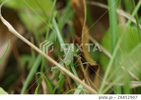 バッタ キリギリス イナゴ 26852907