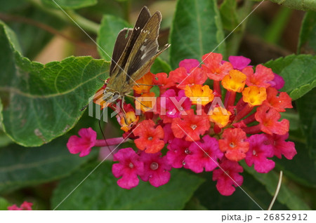 蝶 チョウ 蝴蝶 26852912
