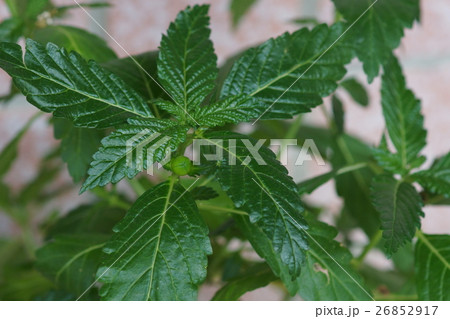 木の葉 葉 草の葉 26852917