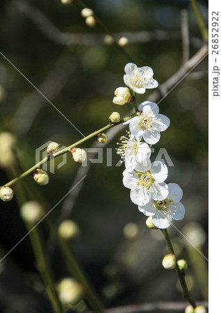 白い梅の花 26852922