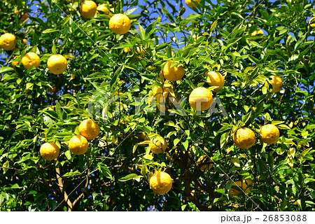 いっぱい実のついたユズの木 26853088
